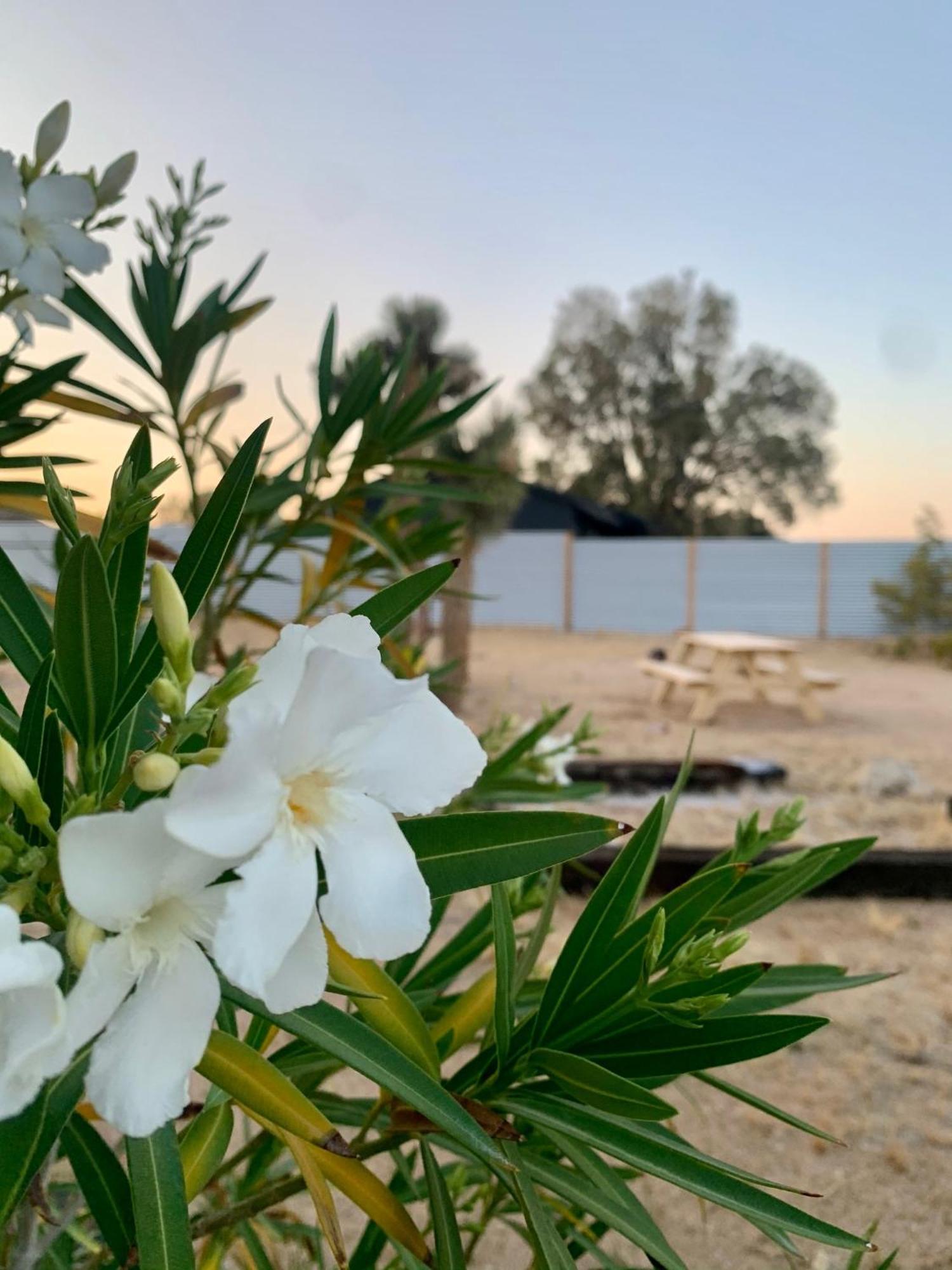 Casa Agave: Comfy Joshua Tree Cottage With Free Breakfast Bar Eksteriør bilde